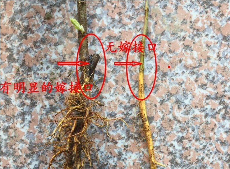 海宁桑果苖：仙果一号桑果