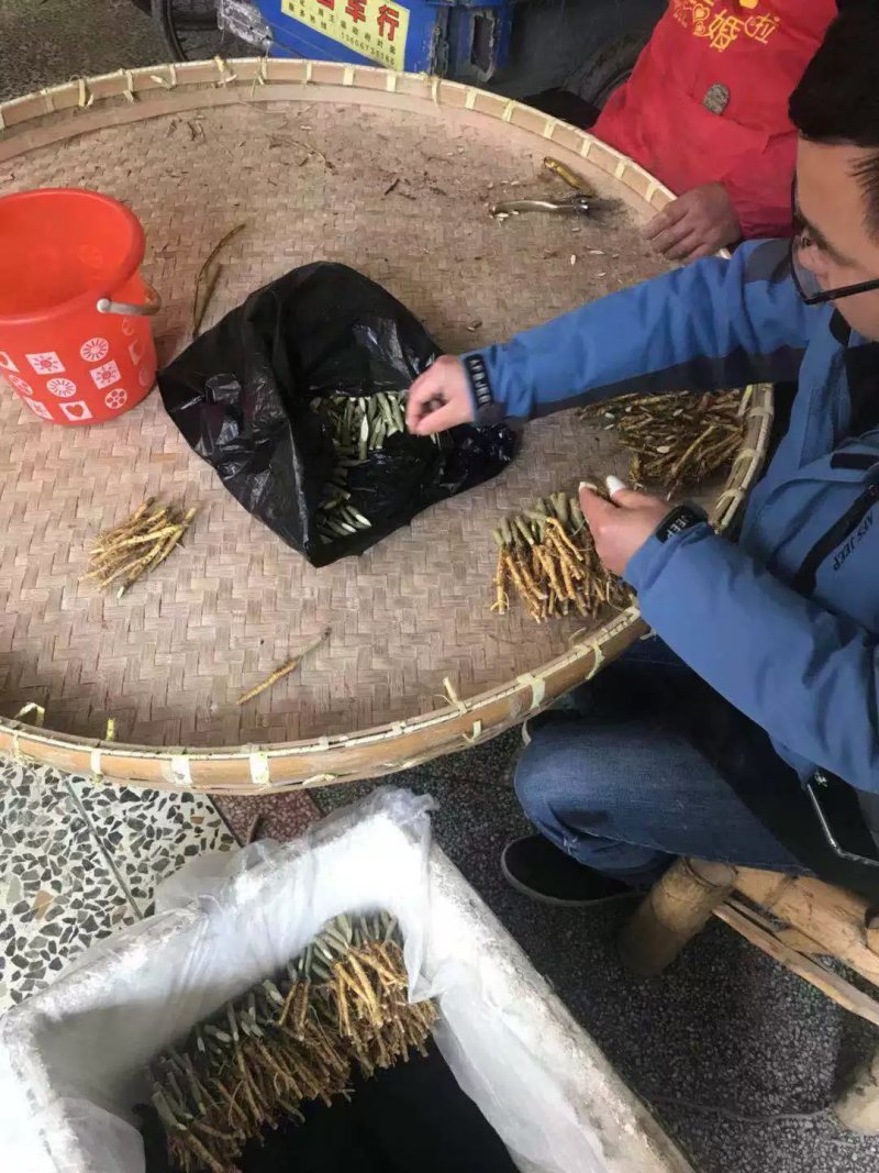 海宁桑果苖：仙果一号桑果