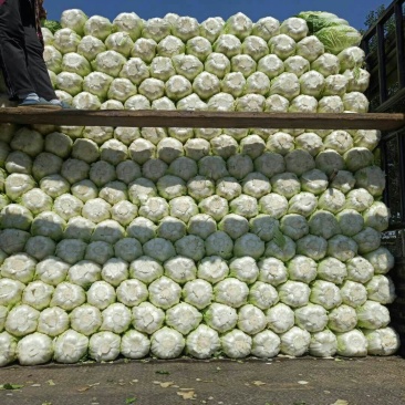 河北定州蔬菜基地黄心大白菜大量上市