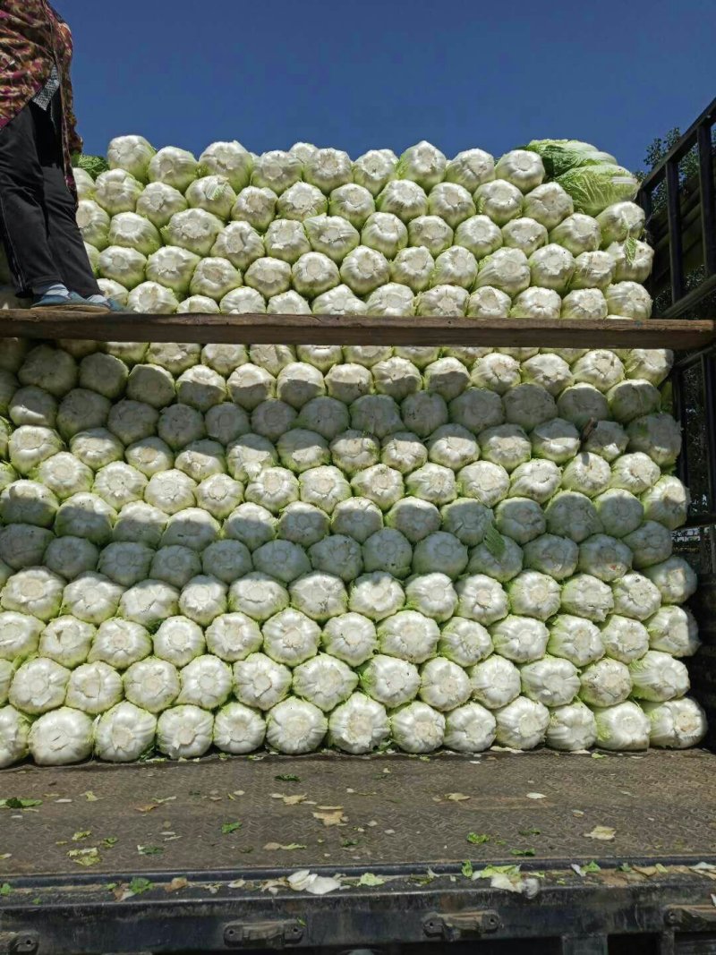 河北定州蔬菜基地黄心大白菜大量上市
