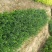 大叶黄杨苗大叶黄杨各种黄杨苗供应各种色块苗