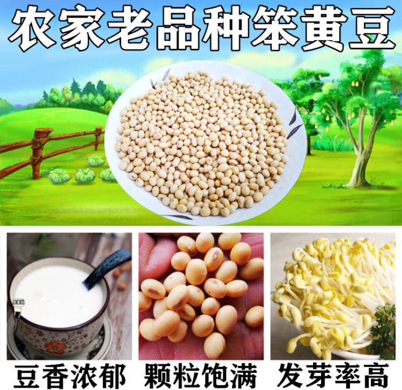 2020新豆，蛋白48，水分11产地直供支持线上保障交易