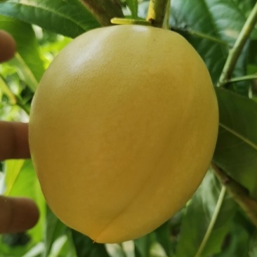 辽南精品油四黄油桃