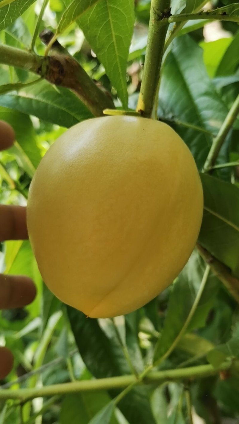 辽南精品油四黄油桃