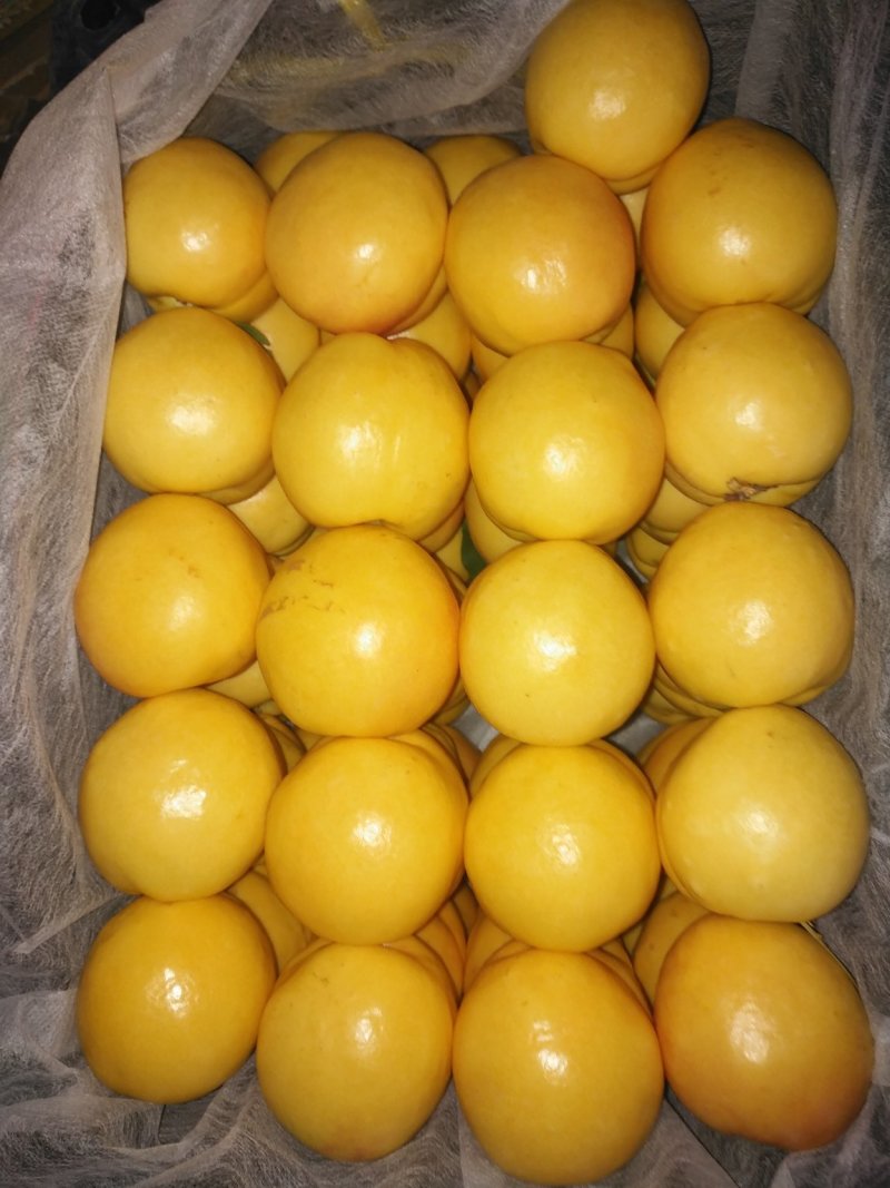 辽南精品油四黄油桃