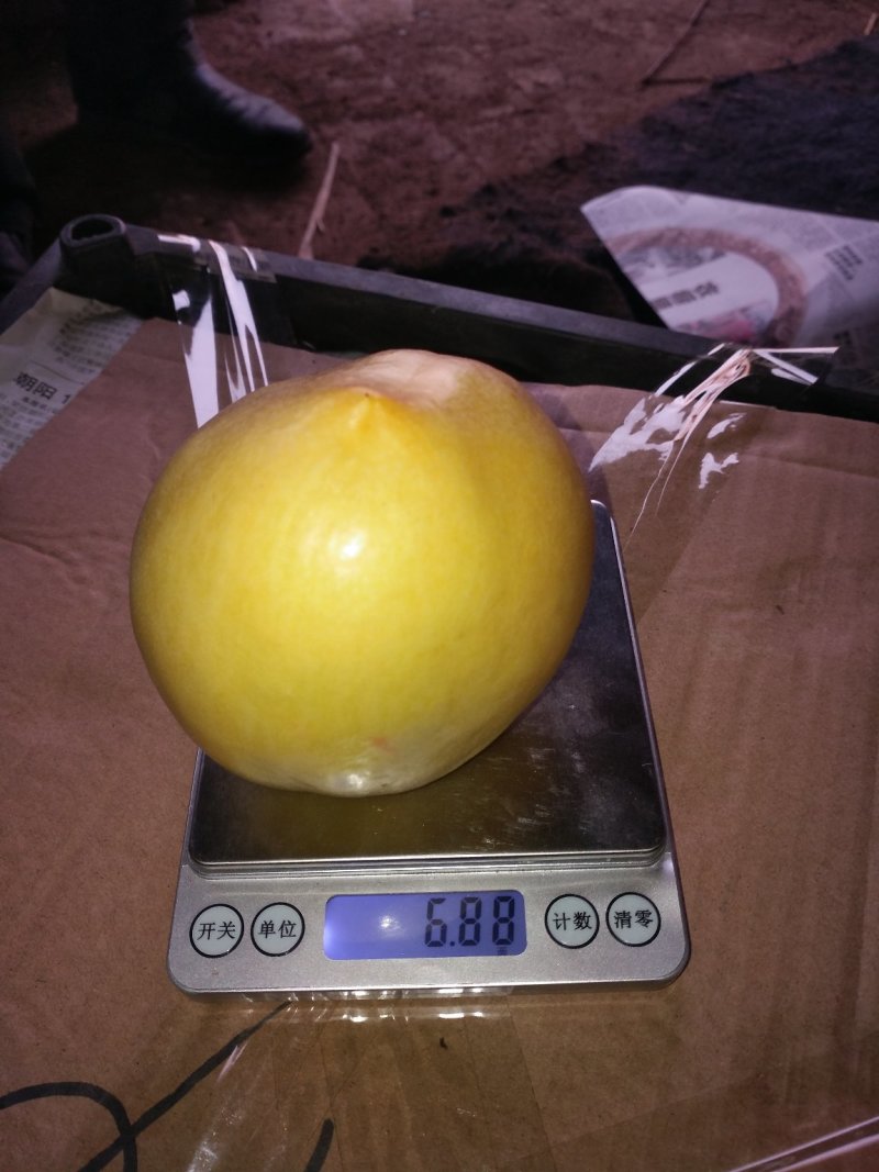 辽南精品油四黄油桃