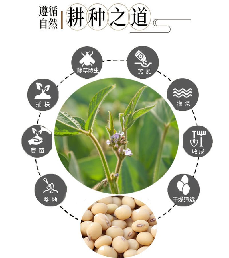 2020新豆，蛋白48，水分11产地直供支持线上保障交易