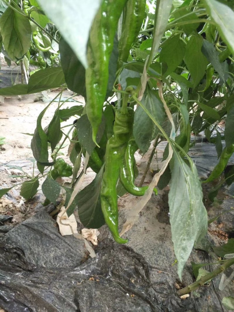螺丝椒