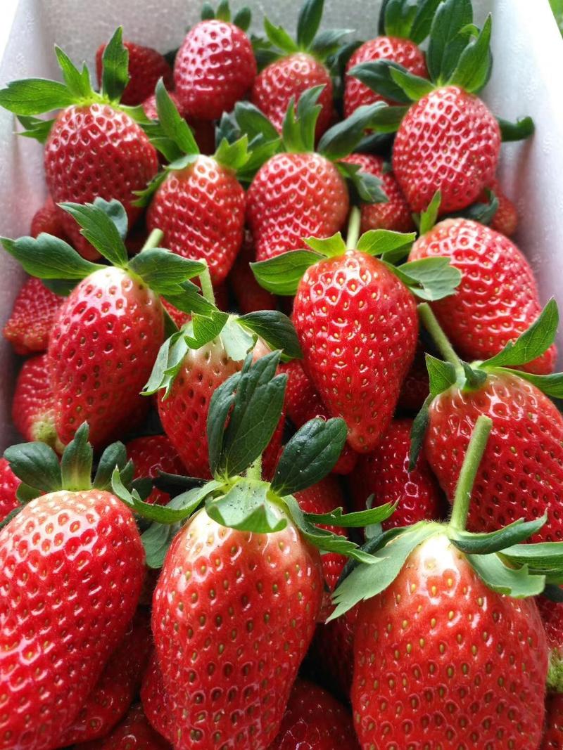 章姬草莓苗包成活奶油草莓签订购苗合同现挖现卖
