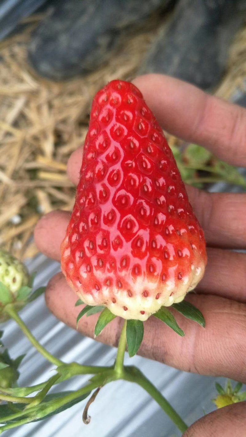 章姬草莓苗奶油草莓穴盘苗生产苗包成活包品种