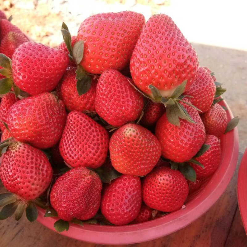 达赛莱克特草莓苗达赛草莓苗包成活根系发达