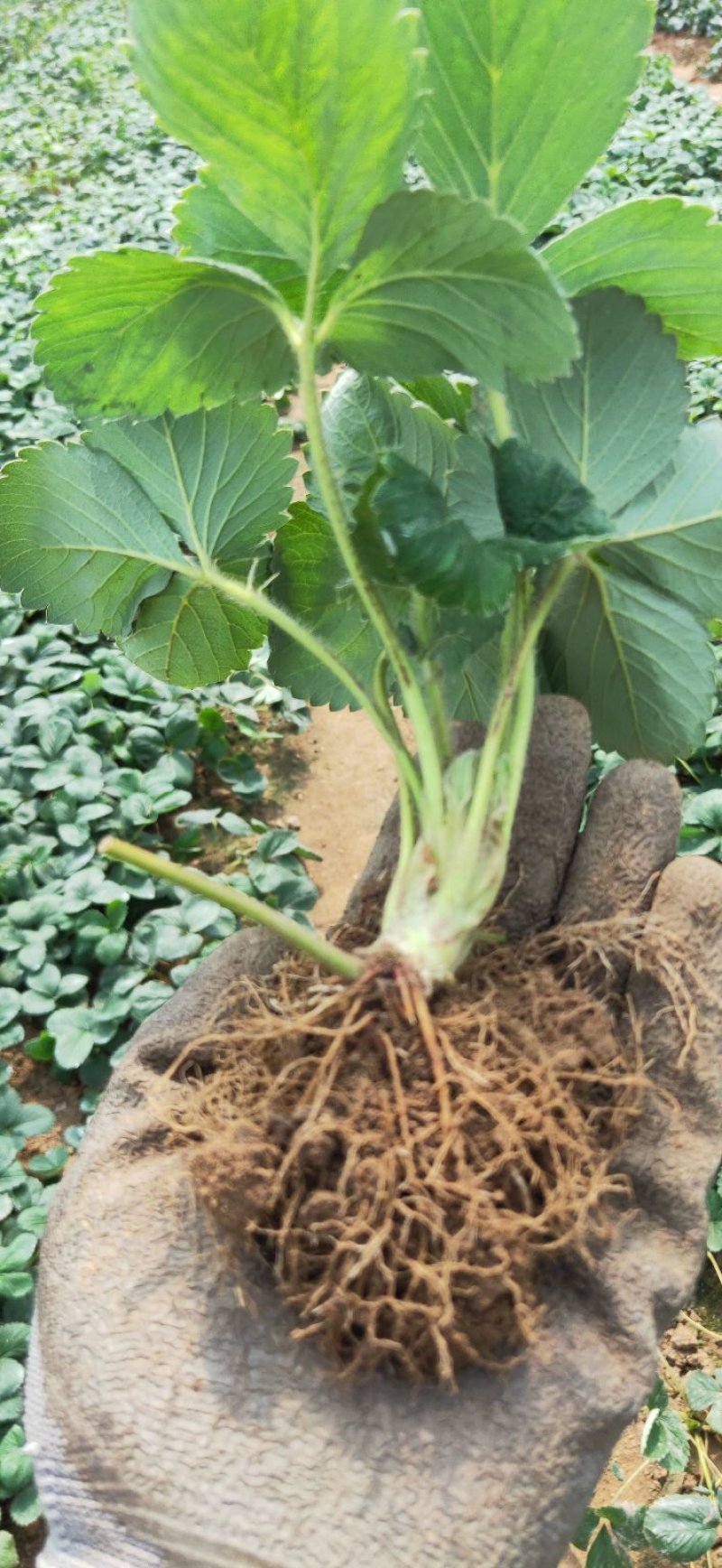 达赛莱克特草莓苗达赛草莓苗包成活根系发达