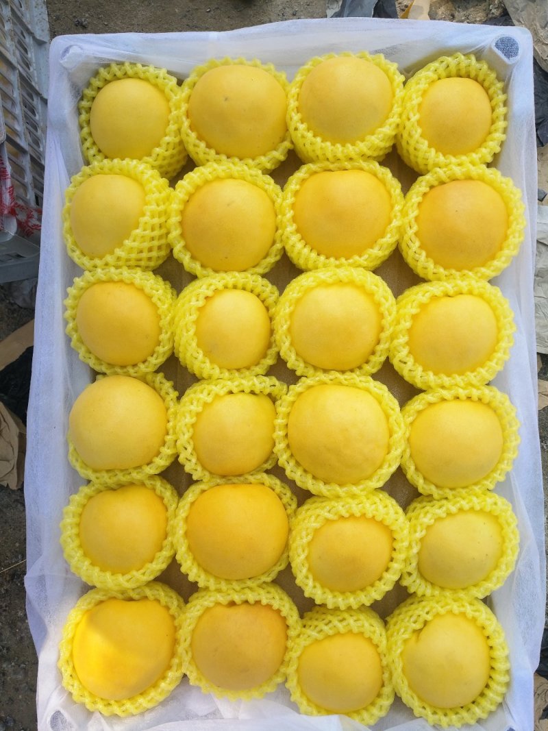 油四黄油桃