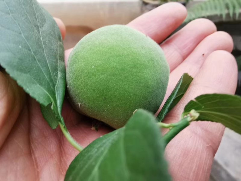 青梅
