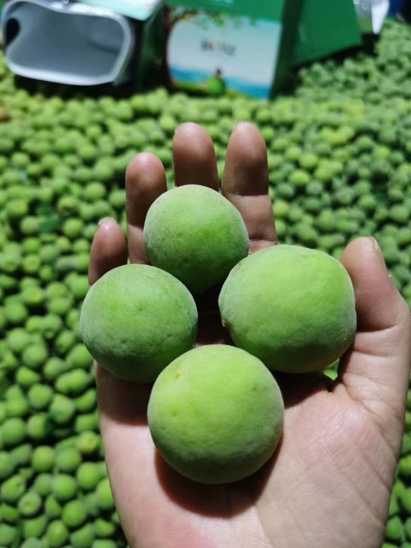 青梅