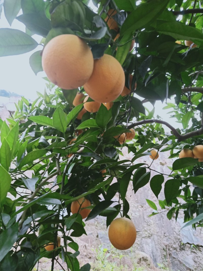 秭归夏橙