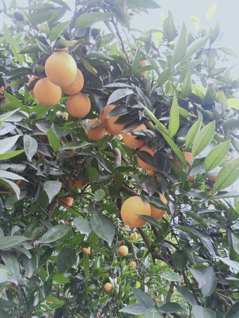 秭归夏橙