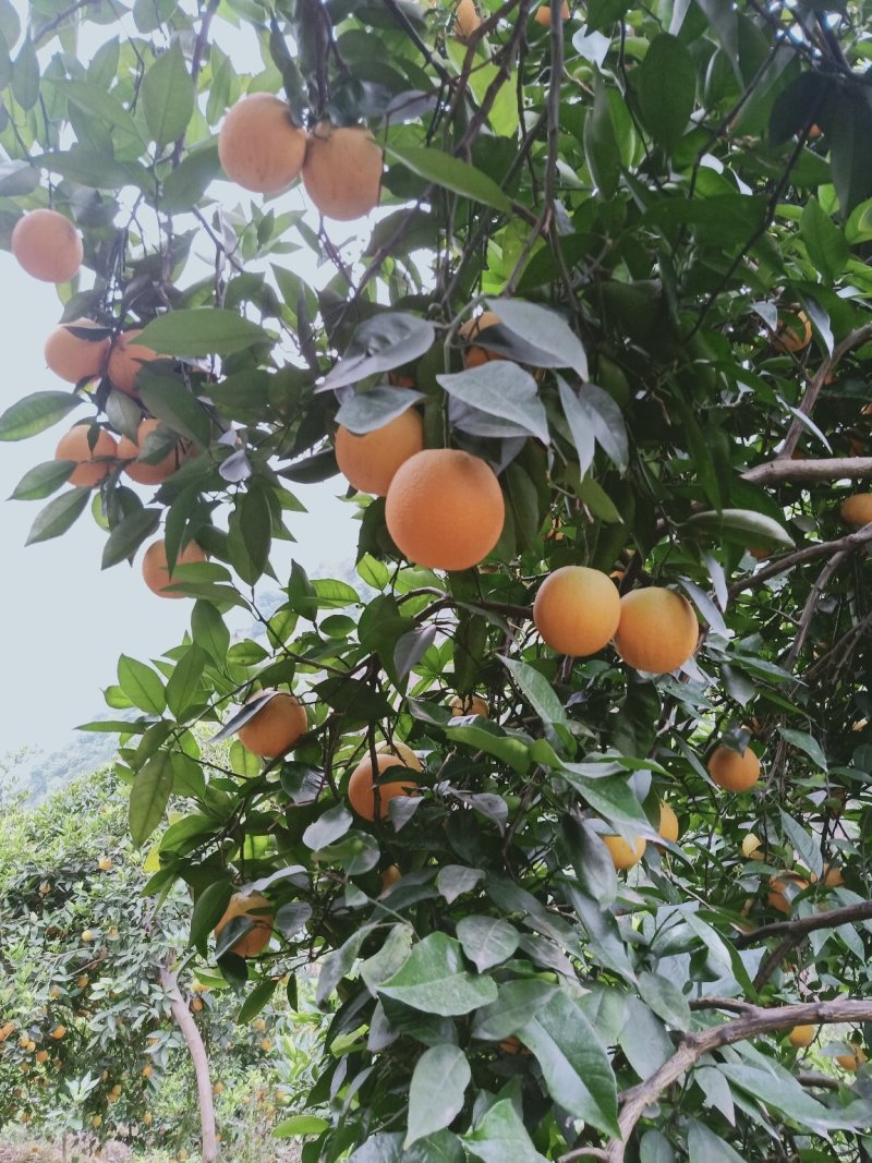 秭归夏橙