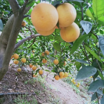 秭归夏橙