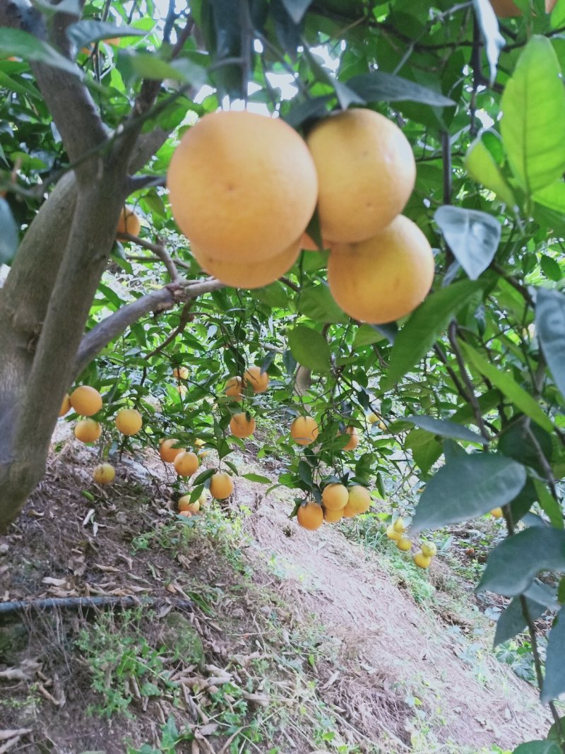 秭归夏橙