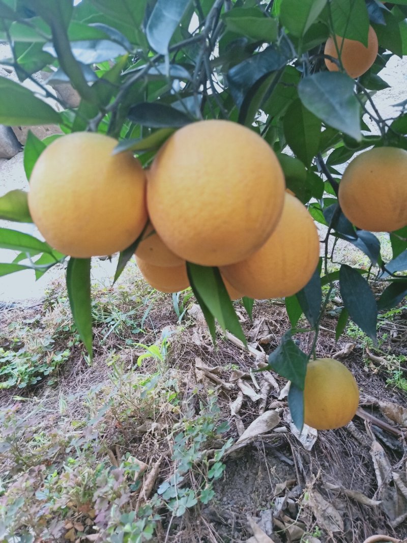 秭归夏橙