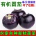 茄子精品圆茄子农民自种一件代发