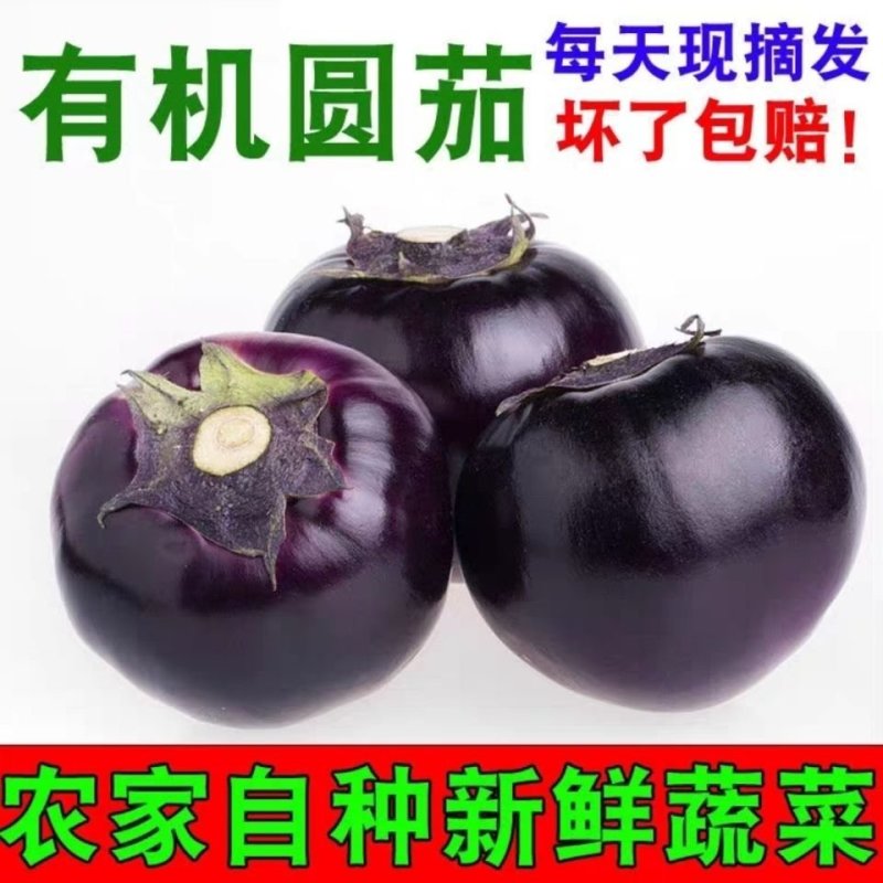 茄子精品圆茄子农民自种一件代发