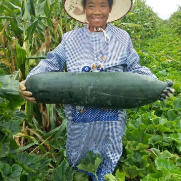 黑皮炮弹冬瓜15斤以上地冬瓜
