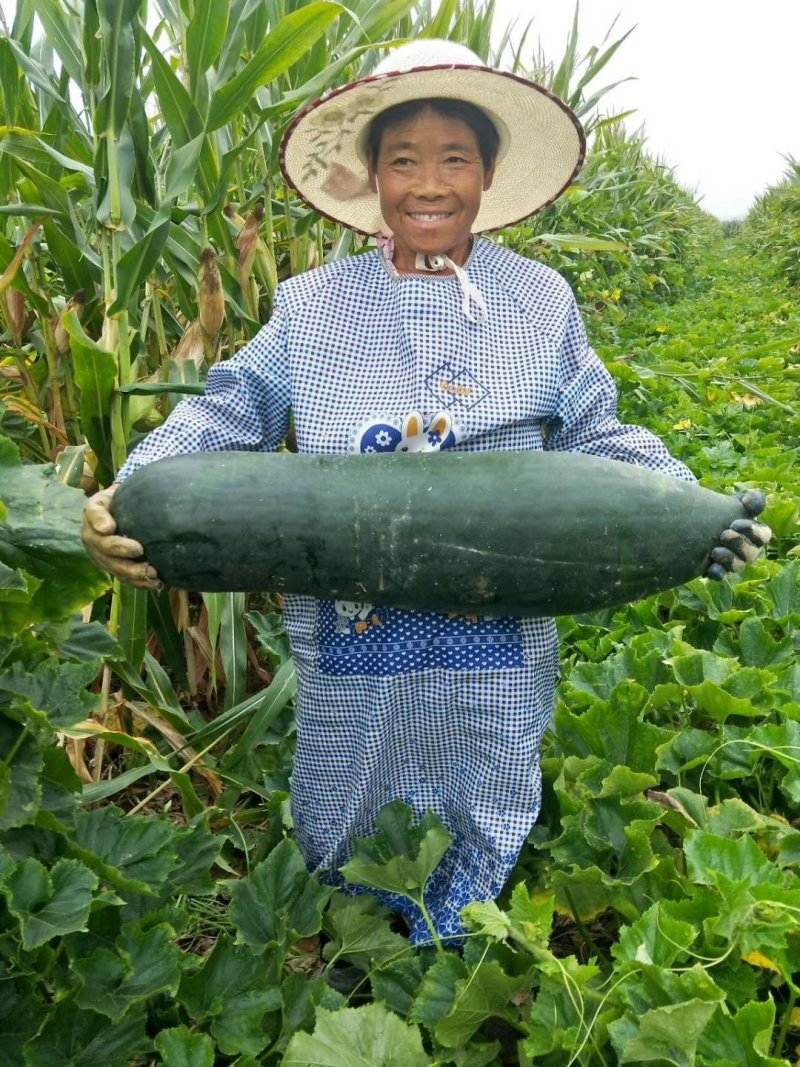 黑皮炮弹冬瓜15斤以上地冬瓜