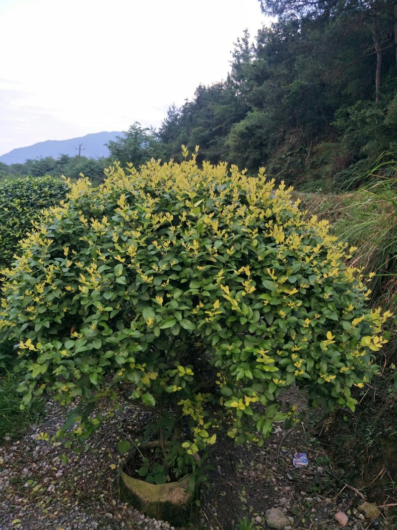 苗圃直发金叶女贞球（1.2-1.6米布袋苗）大量现货欢迎