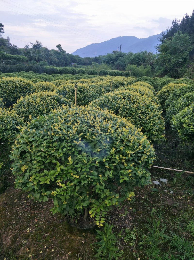 苗圃直发金叶女贞球（1.2-1.6米布袋苗）大量现货欢迎