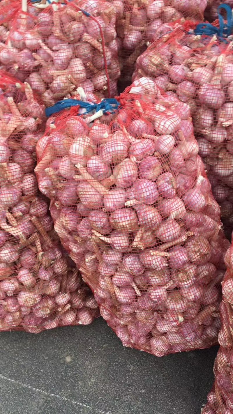 中牟紫皮大蒜大量上市，把蒜，蒜头，干蒜，品质保证