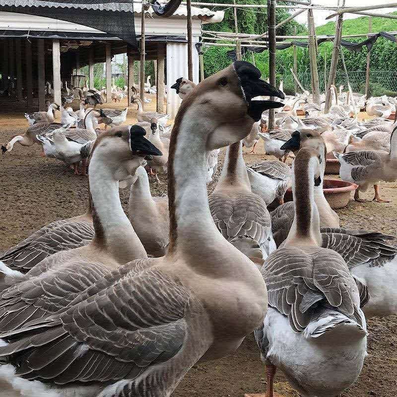 特大种灰狮头鹅，包成活包疫苗，包运输