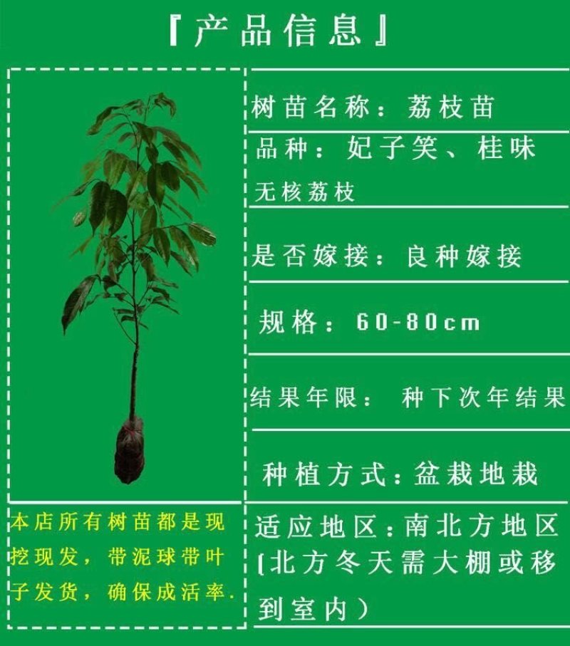 广西正宗妃子笑荔枝果苗嫁接苗，两年苗