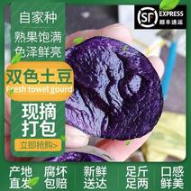 【自家种】紫土豆现摘打包口感好品质好价格低24小时速发