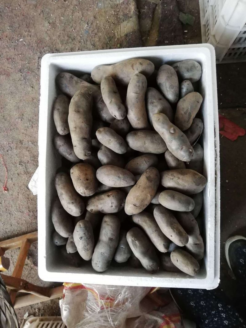 【自家种】紫土豆现摘打包口感好品质好价格低24小时速发