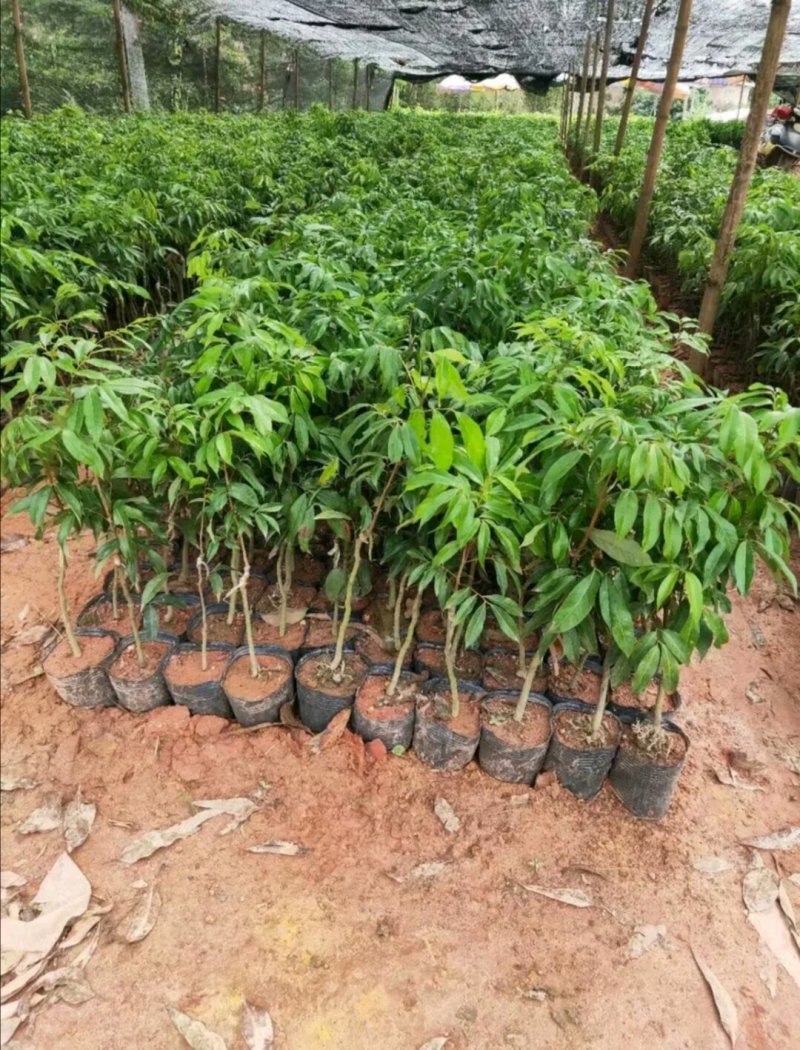 广西正宗妃子笑荔枝果苗嫁接苗，两年苗