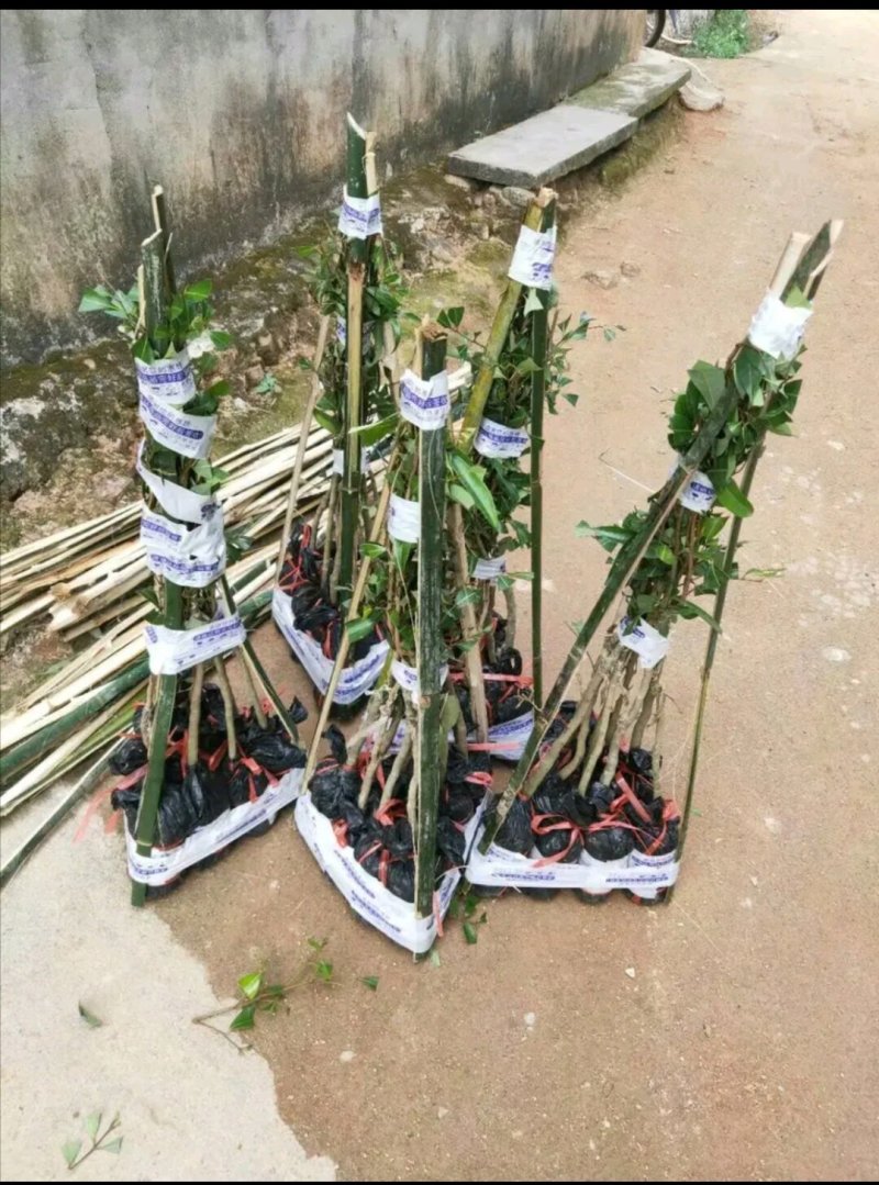 广西正宗妃子笑荔枝果苗嫁接苗，两年苗