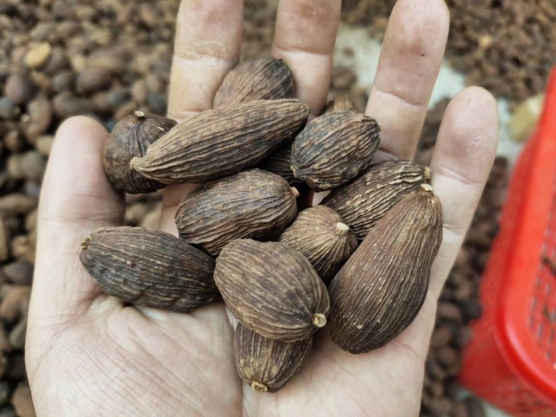 草果，云南草果，香辛料热销品种，有货供应