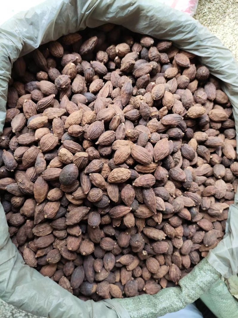 草果，云南草果，香辛料热销品种，有货供应