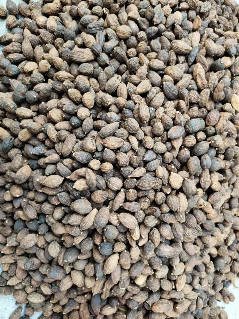 草果，云南草果，香辛料热销品种，有货供应
