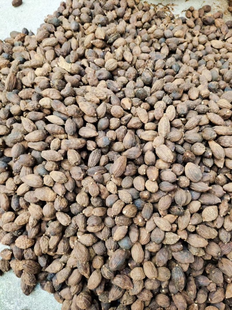 草果，云南草果，香辛料热销品种，有货供应