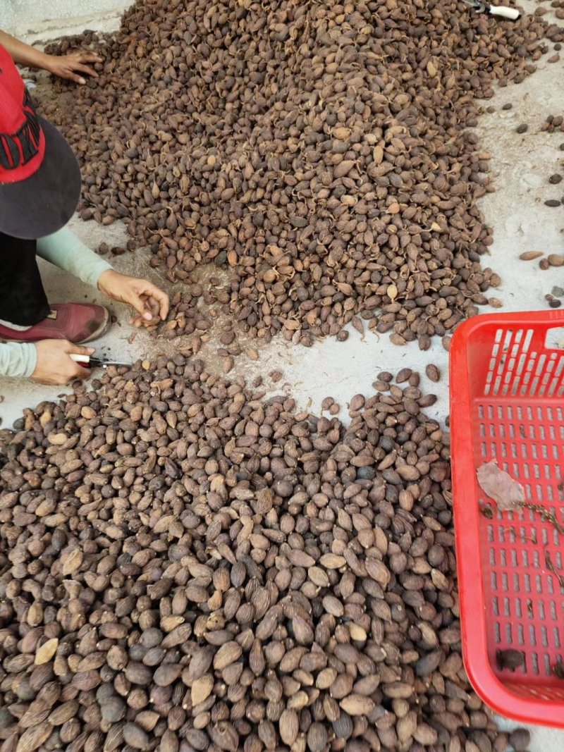 草果，云南草果，香辛料热销品种，有货供应