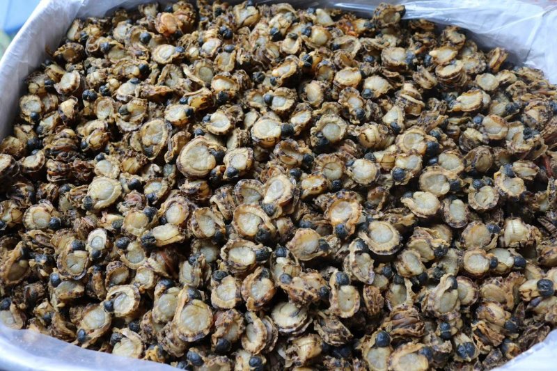 广州人180头特大带肉边全贝颜色好足干味道新鲜