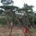 精品造型黑松，造型油松，基地直发，规格齐全，包技术指导