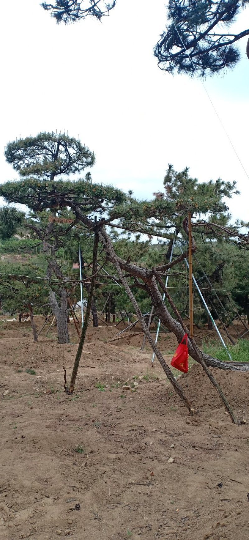 精品造型黑松，造型油松，基地直发，规格齐全，包技术指导