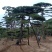 精品造型黑松，造型油松，基地直发，规格齐全，包技术指导