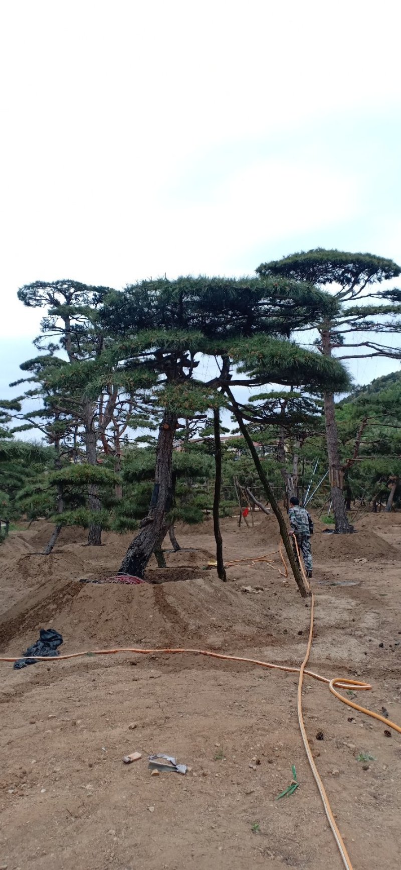 精品造型黑松，造型油松，基地直发，规格齐全，包技术指导