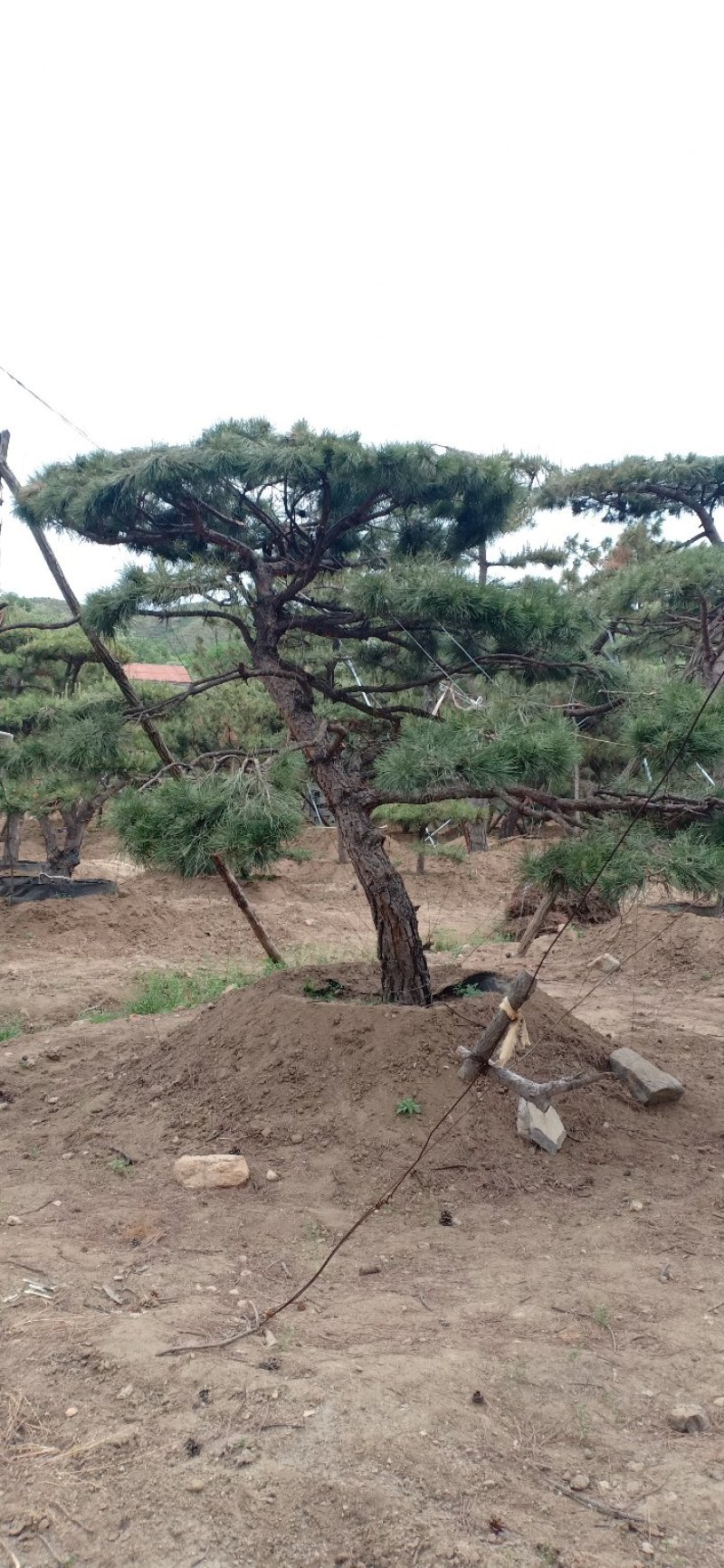 精品造型黑松，造型油松，基地直发，规格齐全，包技术指导