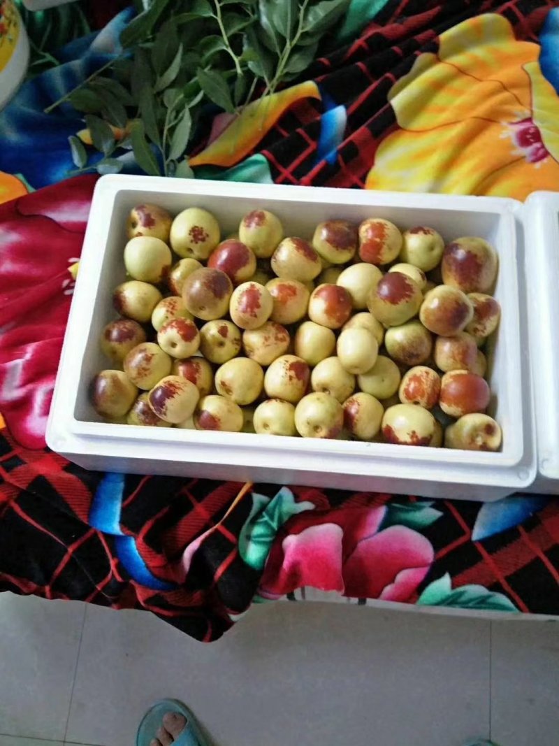 【精品冬枣】陕西大荔冬枣一手货源全国批发支持视频看货